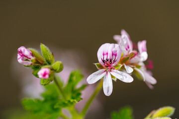  ローズゼラニウム