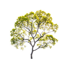 Obraz premium Lush Green Tree Isolated on Transparent Background