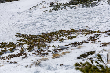 雷鳥と立山連峰が広がる雪景色の高山地帯
白い羽毛の雷鳥がハイマツの雪景色に溶け込み、奥には快晴の空にそびえる立山連峰が見える。
