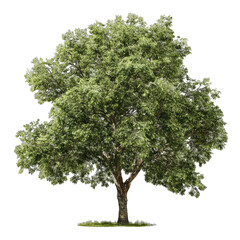 Obraz premium A lush, full-leafed deciduous tree stands alone against a black background, its thick trunk and expansive canopy suggesting maturity and strength