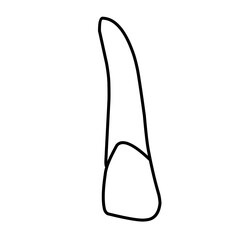 icon vector teeth chart