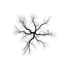 Fototapeta premium Aerial View of a Frost-Covered Tree, Winter Branches, Abstract Nature