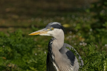 Grey heron is in the morning sunshine