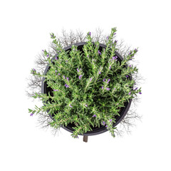 Aerial View of Potted Lavender Plant with Ornamental Grasses