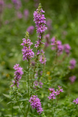 Flower Bud Lythrum salicaria plant green leaves. Pink loosestrife. Purple loosestrife inflorescence. Flowers family Lythraceae,