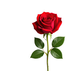 A single red rose with lush green leaves and a long stem
