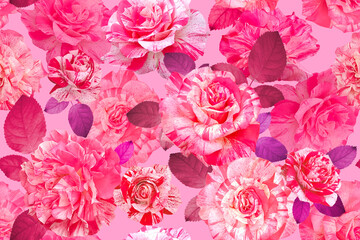 Luxurious garden flowers roses on vibrant pink background.