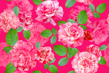 Luxurious garden roses on vibrant pink background.