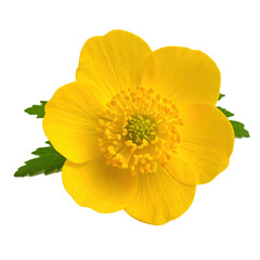 Bright yellow buttercup flower with delicate petals and a cluster of stamens at the center, surrounded by small green leaves