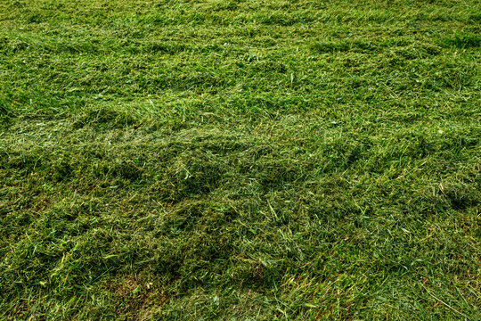 Freshly mowed green grass ground