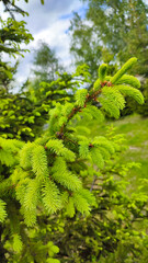 New green shoots on the spruce tree. Young, juicy, green shoots on a coniferous tree close-up. Spruce branches as a green background.