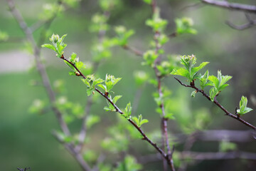 Fresh Spring Green Leaves on Tree Branches in Blooming Natural Environment