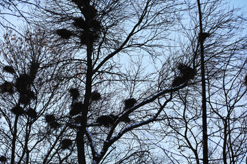 Winter Trees with Bird Nests Silhouetted Against a Clear Blue Sky