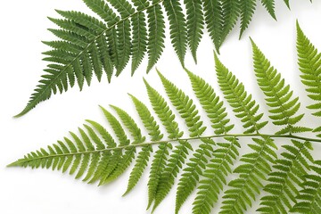 Two green leaves are shown on a white background
