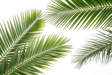 Fototapeta premium Leafy green palm tree with a long leaf