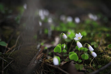Close-Up of Woodland Flowers in Natural Forest Setting with Moss and Twigs