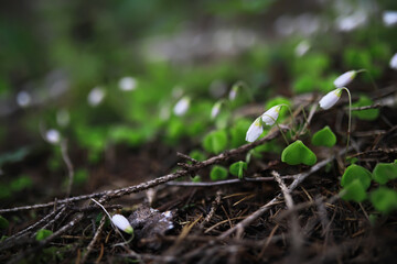 Close-Up of White Wildflowers and Green Leaves in a Forest Undergrowth