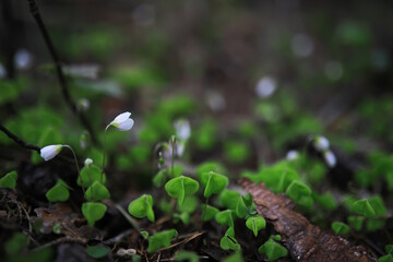 Macro Shot of White Flowers and Green Leaves in a Forest Setting