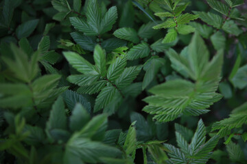 Close-up of Vibrant Green Leaves in a Lush Garden