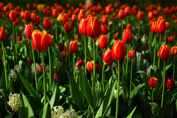 Field of Red Tulips in Full Bloom