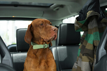 Red dog in the cabin of the car in the passenger seat.