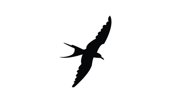 Flying Aleutian tern bird Silhouette Design  And Vector Illustration. 