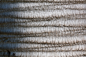 The bark of a tree is rough and has many holes
