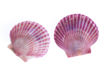 Scallops isolated on a white background
