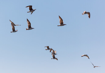 A flock of seagulls flying in the sky