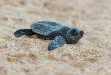 A turtle hatched from an egg crawls along the sand towards the ocean