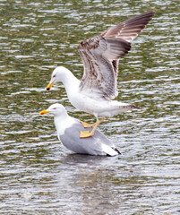 Two seagulls are standing on top of each other in the water