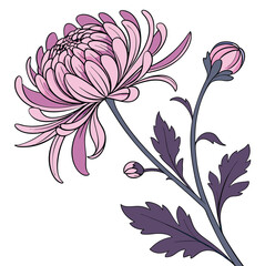 Chrysanthemum flower vector art on white background, flower vector icon and logo. Adobe Illustrator Artwork