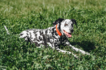 black and white slim and muscular spotted Dalmatian dog in red collar lying in park with green...