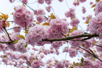 branches of blooming pink sakura outside
