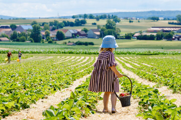 Happy little toddler girl picking and eating healthy strawberries on organic berry farm in summer, on sunny day. Child having fun with helping. Kid on strawberry plantation field, ripe red berries.