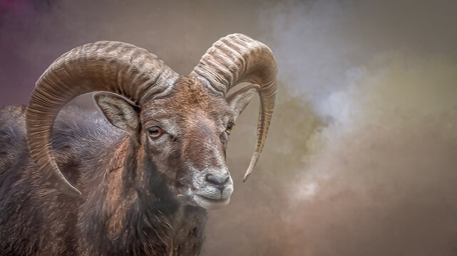 Majestic Mouflon Ram Portrait with Curled Horns