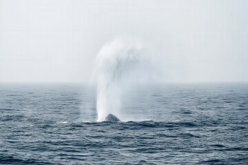 Fototapeta premium Whale spouting water in the ocean on a cloudy day