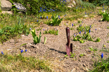 A small garden trowel is stuck upright in a garden bed amongst emerging bluebells and other green shoots 