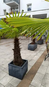 Rainy day in Kufstein Tyrol showcasing palm trees and tranquil atmosphere in the courtyard