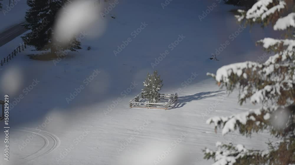 Poster snow-covered solitary pine tree in the winter field. more pine tree branches in the foreground. para