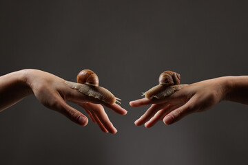 Two large snails crawling on human hands against a dark background, illustrating snail therapy, skincare benefits, and natural beauty treatment. © st.kolesnikov
