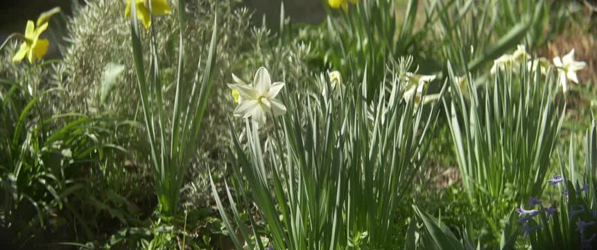Close-up of poets daffodil flowers in the garden scope 4K video