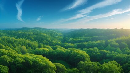 Aerial view of lush green forest under blue sky with wispy white clouds