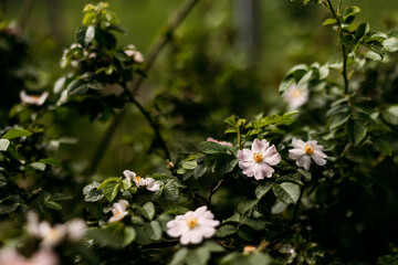 A delicate pink dog rose flower with vibrant yellow stamens, embodying natural beauty and freshness, ideal for nature-themed designs and marketing