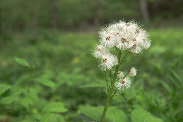 日本:：フキ（Petasites japonicus）の種子の綿毛をアップ【山野草】長野県・5月