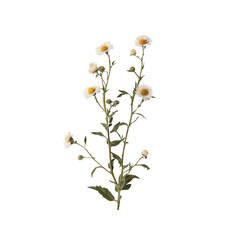 Delicate White Wildflowers on Transparent Background