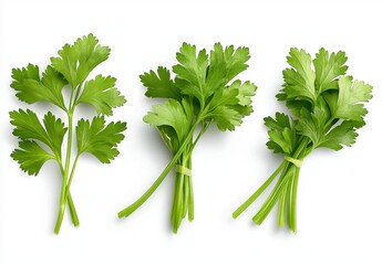 Fresh Parsley Herb Bunches Culinary Ingredient for Cooking and Garnish on White Background Still Life
