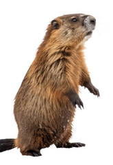 Beaver png wild animal png river rodent png aquatic mammal png forest creature png transparent background image