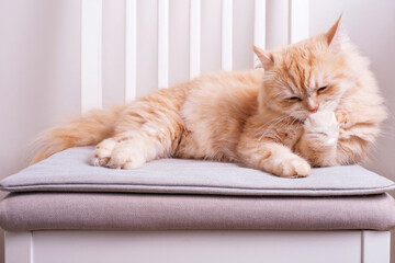 Portrait of a ginger cat sitting on grey chair and licking its lips.