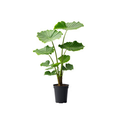 Lush Green Alocasia Plant in Black Pot - Vibrant Houseplant